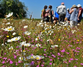 Exkursion in insektenfreundliche Flächen