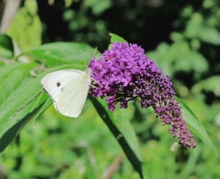 Waldgartensysteme bieten auch Insekten Lebensraum.