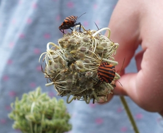 Privaten Gärten können Insekten wertvollen Lebensraum bieten. 