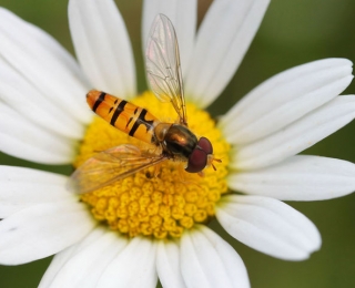 Schwebfliege auf Margerite