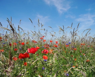 Blumen auf landwirtschaftlicher Fläche