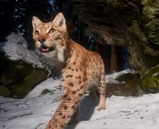 Luchs im Schnee