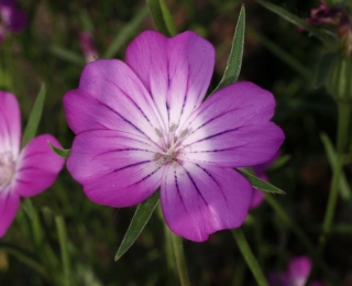 Agrostemma githago Foto: Detlev Metzing