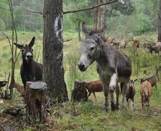Beweidung im Trockenwald durch verschiedene Tiere