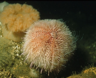 Rosafarbene Seeigel auf einem Felsen umgeben von dunklem Wasser (dazu sichtbar: Miesmuscheln und Zuckertang)
