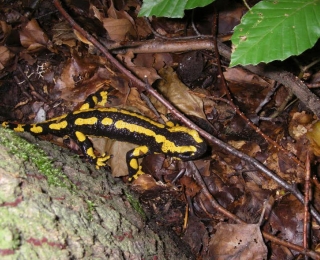 Feuersalamander