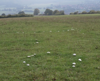 Wiesenchampignons auf Grünland