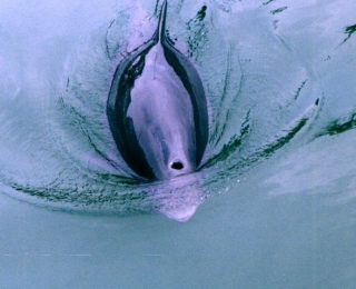 Der Schweinswal (Phocoena phocoeana) ist die kleinste und einzig heimische Walart in Nord- und Ostsee.