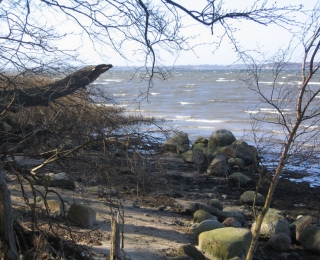 Ein naturbelassener Strandabschnitt mit Felsen, Sand, Sträuchern, Bäumen und angeschwemmten Zweigen auf der Insel Vilm
