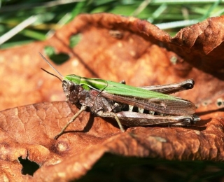 Omocestus viridulus Heuschrecke