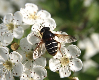 Eine Schwebfliegen sitzt auf einer Blüte