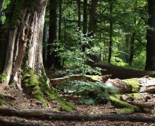 Coarse woody debris of different dimensions and decomposition stages in the Eichhall natural forest reserve, Spessart, Bavaria.