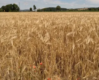 Arten wie der Klatschmohn (Papaver rhoeas) sollen von der neuen Technik profitieren