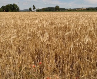 Arten wie der Klatschmohn (Papaver rhoeas) sollen von der neuen Technik profitieren