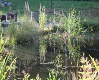 Pond