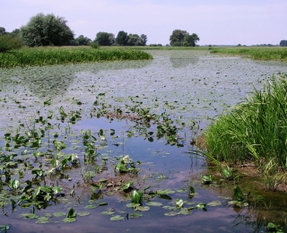 Blich auf eine Altgewässer der Elbe mit Schwimmblattvegetation