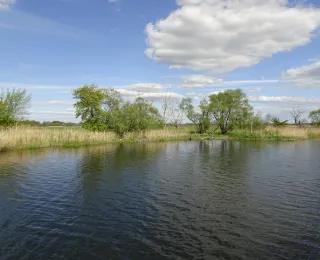 Blick vom Fluss aus in die Aue mit Röhricht und einzelnen Weiden