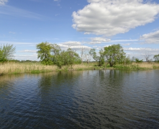 Blick vom Fluss aus in die Aue mit Röhricht und einzelnen Weiden