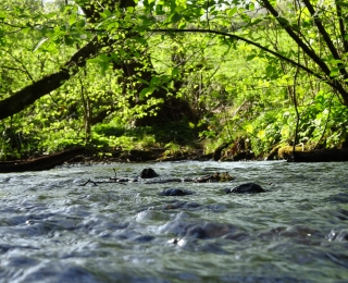 Katzenlochbach umgeben von natürlicher Ufervegetation 