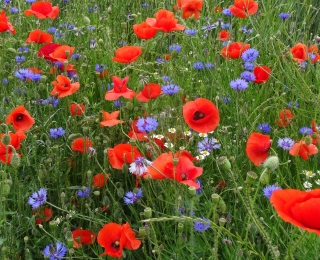 Blühender Ackerrandstreifen mit Mohn und Kornblumen.