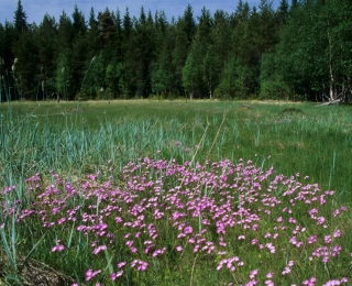 Das Bild zeigt eine Salzwiese am Weißen Meer mit dichtem Bestand der Steifen Primel - Primula stricta.