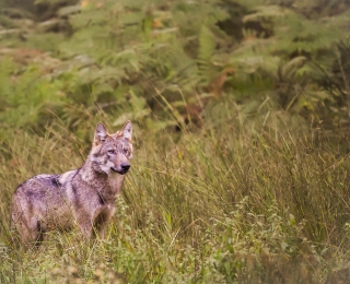Wolf in hohem Gras