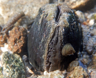 Eine verschlossene Flussperlmuschel