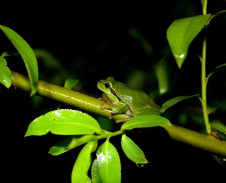 Ein Laubfrosch auf einem Ast