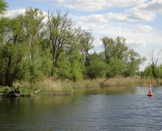 Blick von der Havel in die Aue mit Röhricht und Gehölzsaum