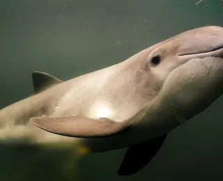 Tauchender Schweinswal