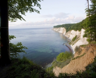 Buchenwald auf der Insel Rügen, im Hintergrund sieht man das Meer und Steilklippen