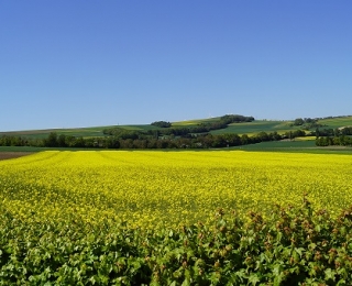 Rapsfeld in der Eifel