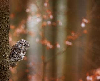 Waldkauz sitzt auf einem Baumstamm in herbstlichem Wald
