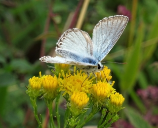 Silbergrüner Schmetterling aus der Familie der Bläulinge sitzt auf einer gelbblühenden Pflanze 