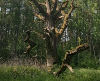 Alte Eiche im Wald