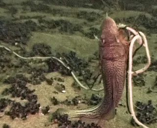 Dorsch (Gadus morhua) gefangen im Stellnetz