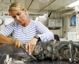 Wissenschaftlerin mit Schalen von Europäischen Austern im Versuchsnetz