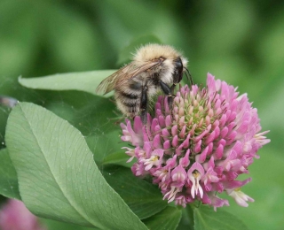 Ackerhummel auf Klee