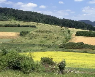 Landschaft des Grünen Bandes, Rapsblüte