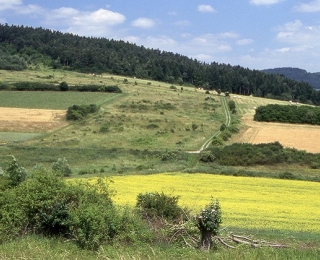 Landschaft des Grünen Bandes, Rapsblüte