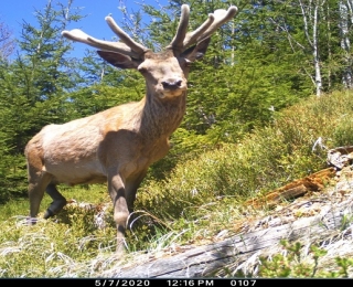 Ein von einer Kamerafalle aufgenommener Rothirsch im Nationalpark Bayerischer Wald