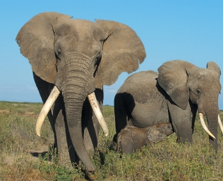 Elefantenfamilie (Loxodonta africana)
