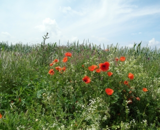 Mohnblumen und Blühstreifen