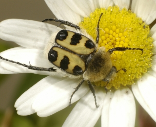 Glattschieniger Pinselkäfer auf einer Blüte