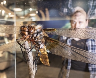 Besucher der Ausstellung betrachtet eine Libelle