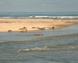 Seehunde auf einer Sandbank in der Nordsee