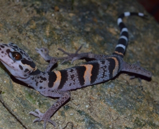 Goniurosaurus luii
