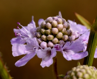 Graue Skabiose (Scabiosa canescens)