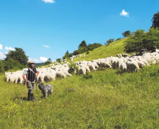 Schäfer mit Schafherde in Thüringen