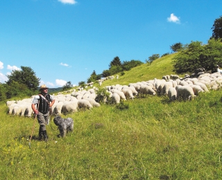 Schäfer mit Schafherde in Thüringen